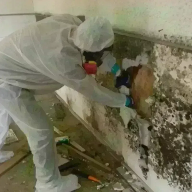 Mold Remediation and Removal in Frankfort, MI